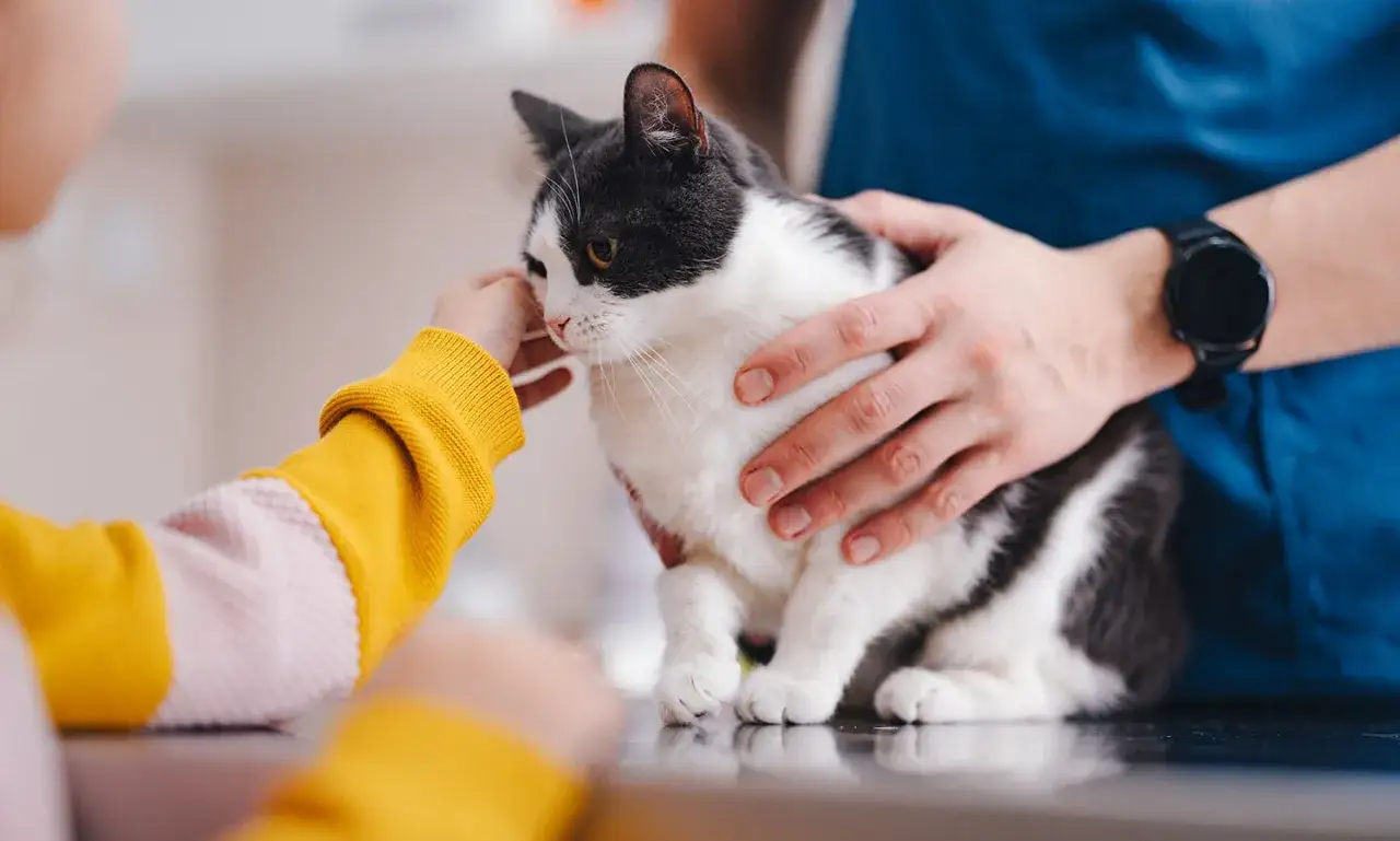 Un gato blanco y gris recibe caricias de un niño y un veterinario. El veterinario podría estar administrando un antiinflamatorio para gatos.