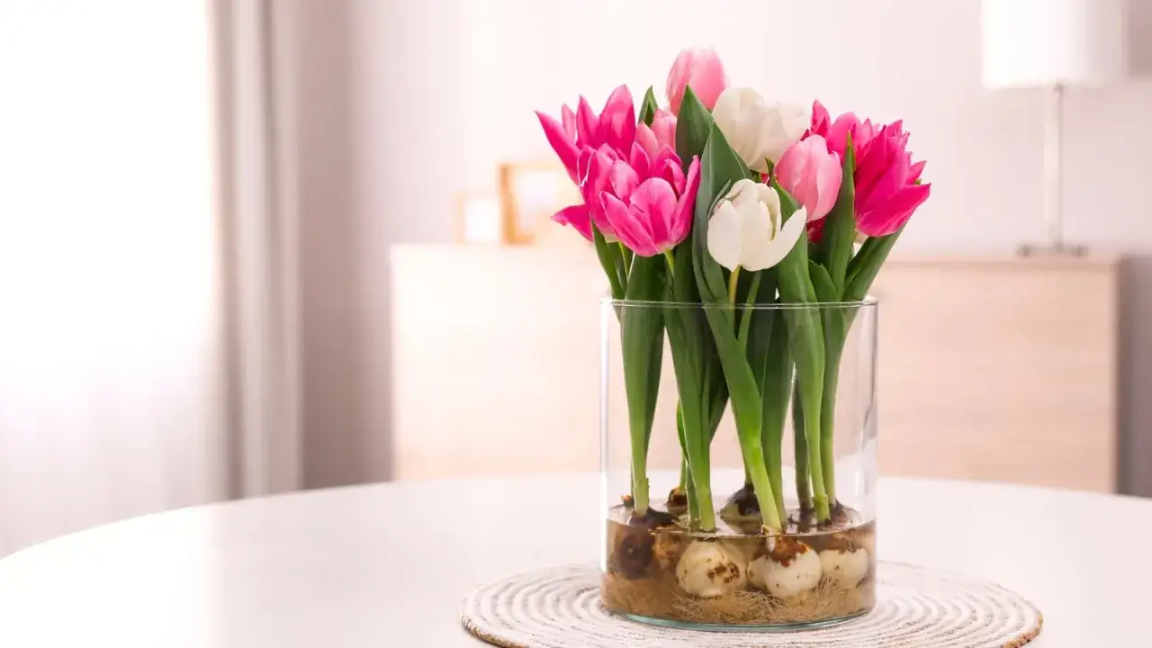Magnifique bouquet de tulipes roses et blanches dans un vase en verre, bulbes visibles. Id&eacute;al pour apprendre comment conserver des tulipes.