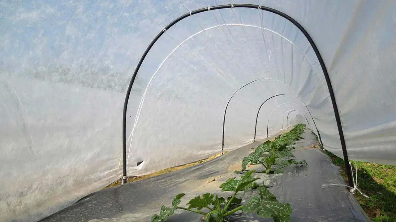 Serra con tunnel e giovani piantine. Ideale per capire cosa piantare a dicembre e proteggere le colture.