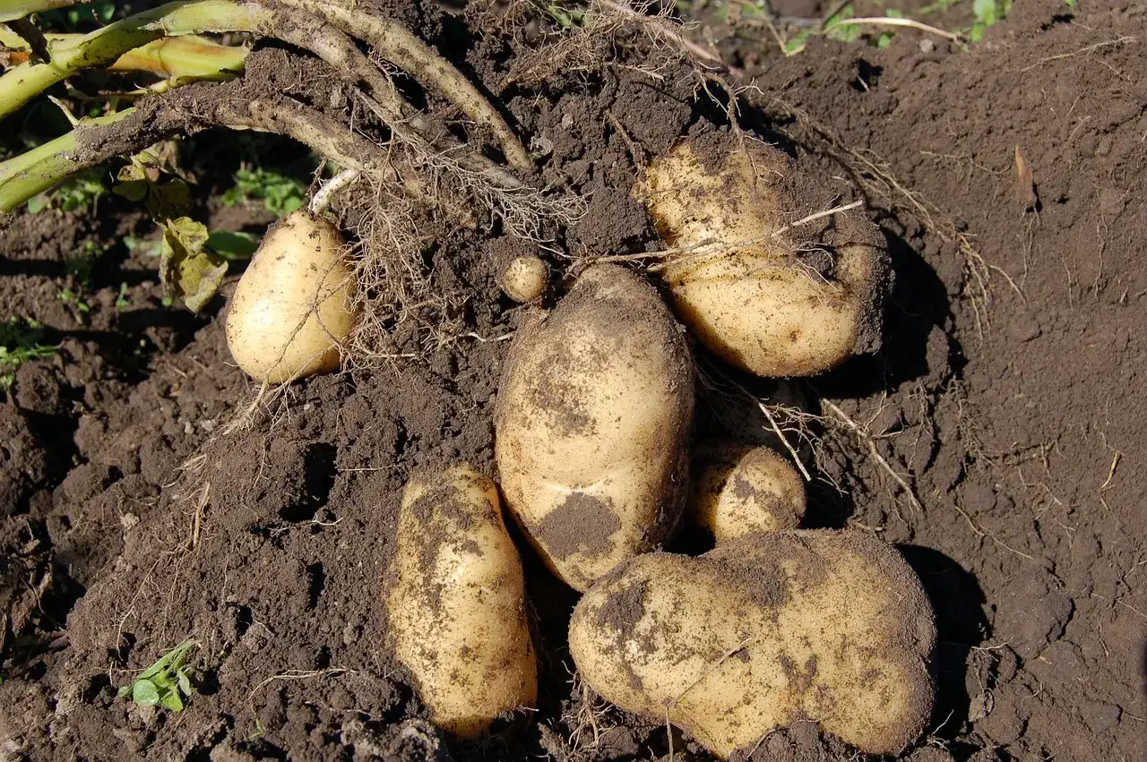 Świeżo wykopane ziemniaki Bella Rosa, okryte ziemią, z widocznymi korzeniami i łodygami.