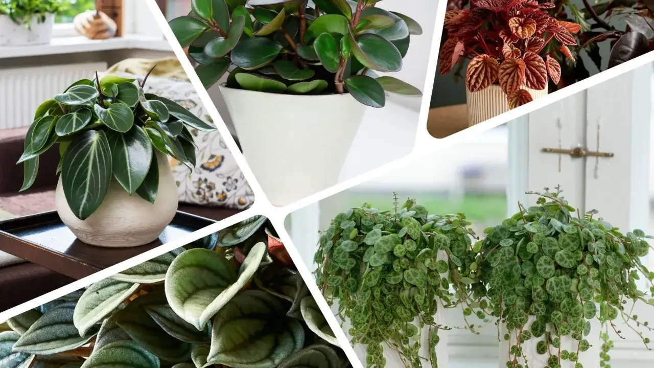 Kolekcja peperomia odmiany: zielone, pnące i czerwone liście tworzą piękną mozaikę roślin domowych.