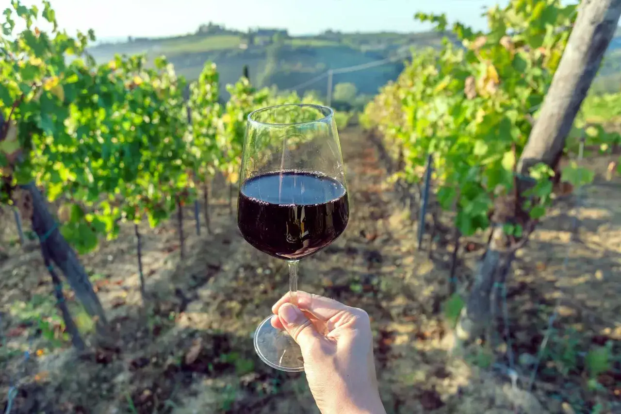 Un bicchiere di vino rosso in una vigna toscana, un assaggio delle migliori cantine toscana.