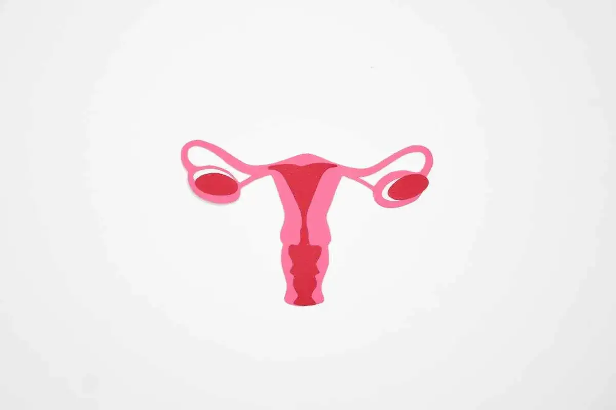 En illustration av livmodern och äggstockarna, som kan symbolisera biverkningar efter hysterektomi.