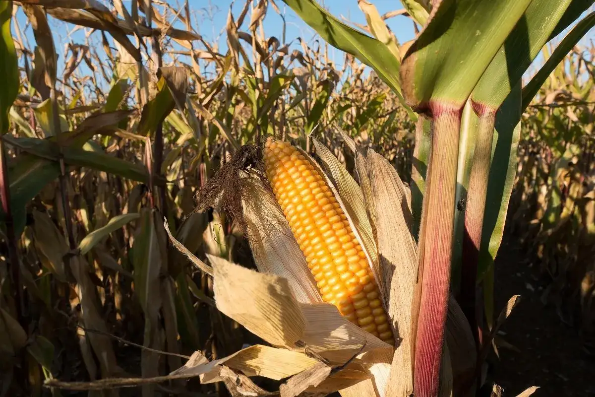 Spighe di mais dorate pronte per la raccolta, un campo rigoglioso che promette un ottimo raccolto. La semina mais &egrave; stata un successo.