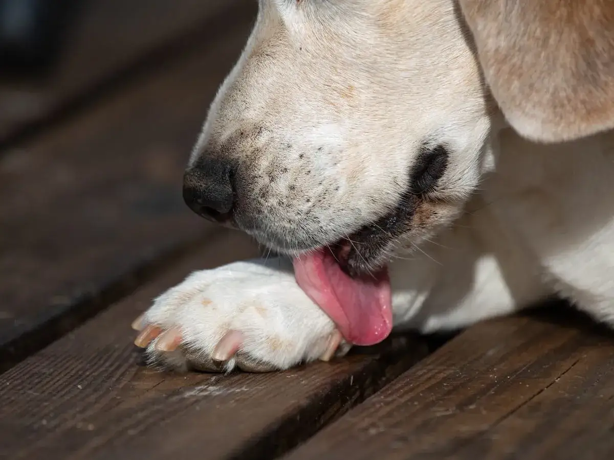 Un chien se lèche la patte, peut-être pour se nettoyer ou par ennui. La question