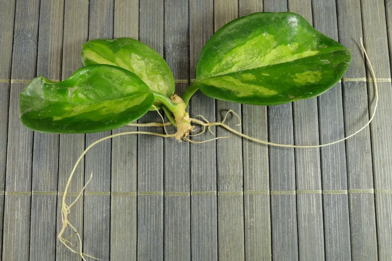 Ein Steckling einer Porzellanblume mit Wurzeln, bereit zum **porzellanblume vermehren**. Die grünen Blätter zeigen helle Sprenkel.