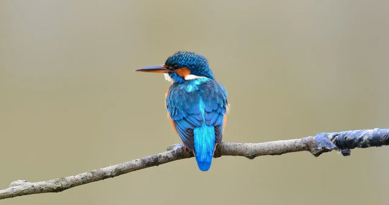 P&aacute;jaro azul de Espa&ntilde;a, un mart&iacute;n pescador con plumaje vibrante, posado en una rama.