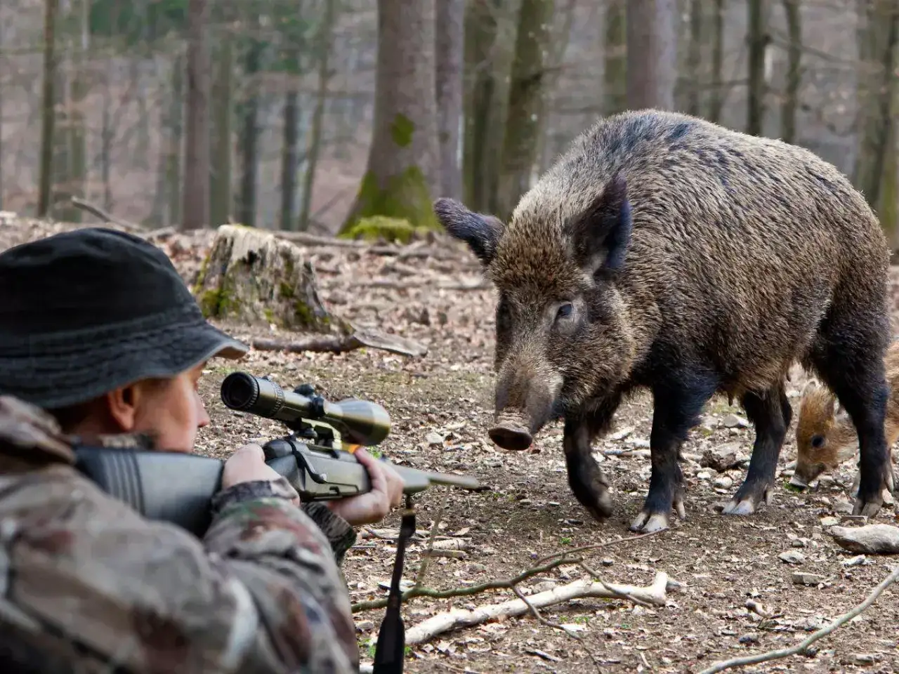 Myśliwy z karabinem celuje w dzika w lesie. Czy myśliwy może wjechać do lasu? Tak, jeśli ma pozwolenie.