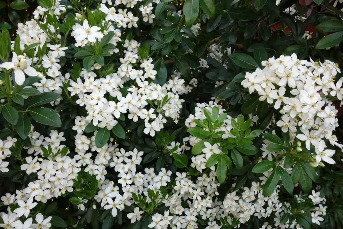 Gros plan d'une plante verte couverte de petites fleurs blanches éclatantes, comme une explosion de neige sur le feuillage sombre.