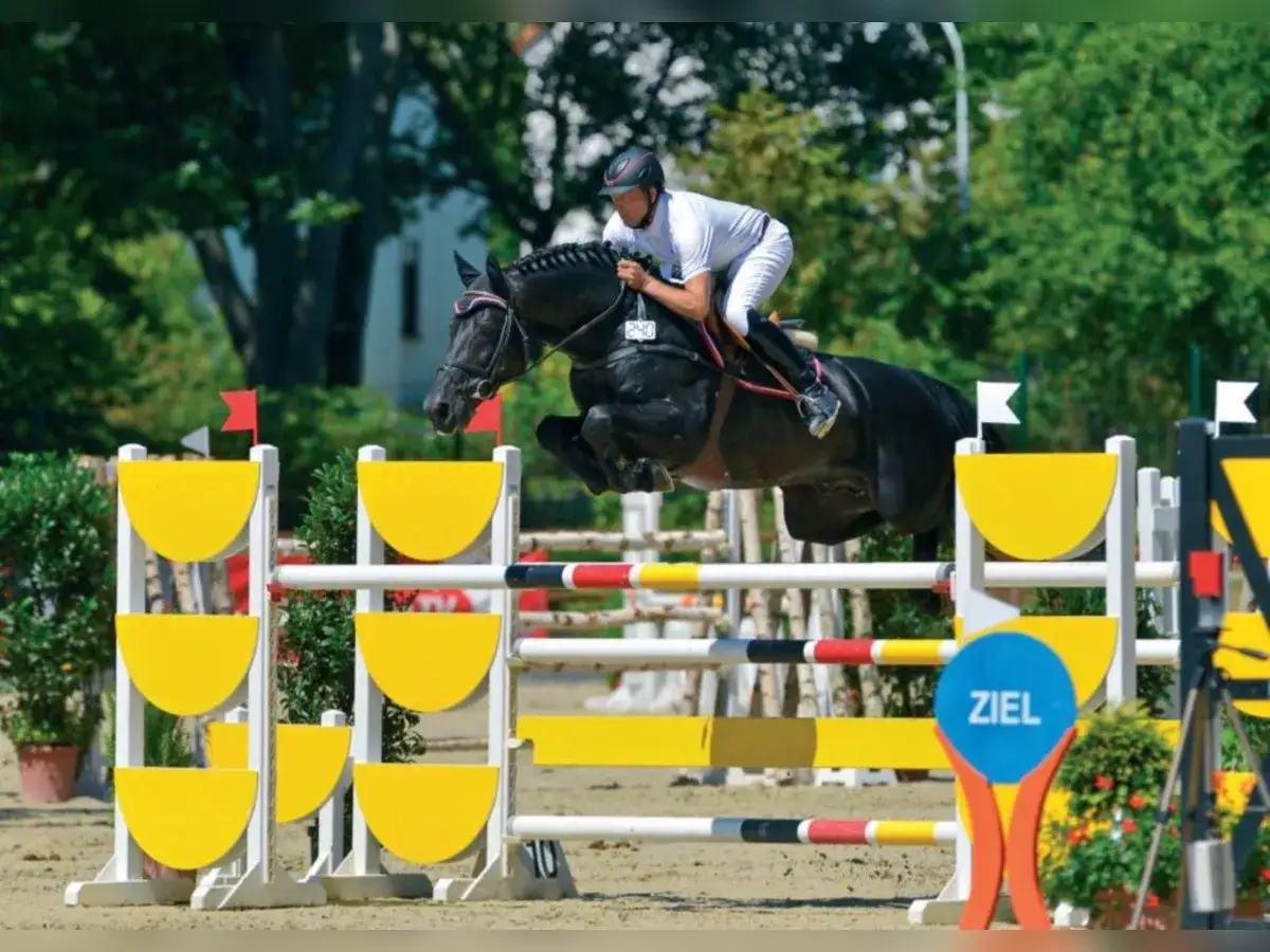 Un magnifique selle français noir saute un obstacle lors d'une compétition d'équitation.