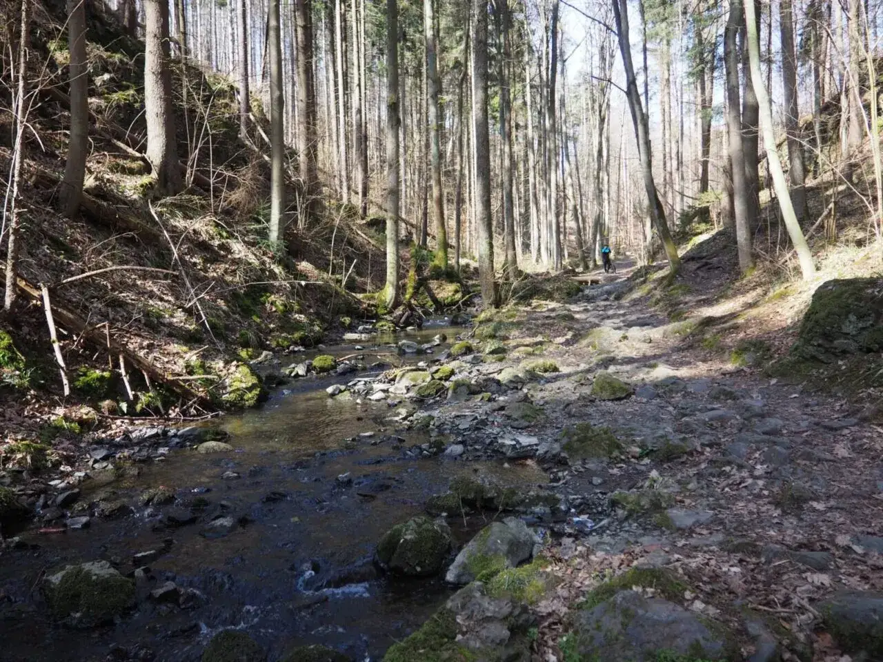 Kamienista ścieżka w lesie, wzdłuż strumienia. Wąw&oacute;z Myśliborski wita rowerzystę.