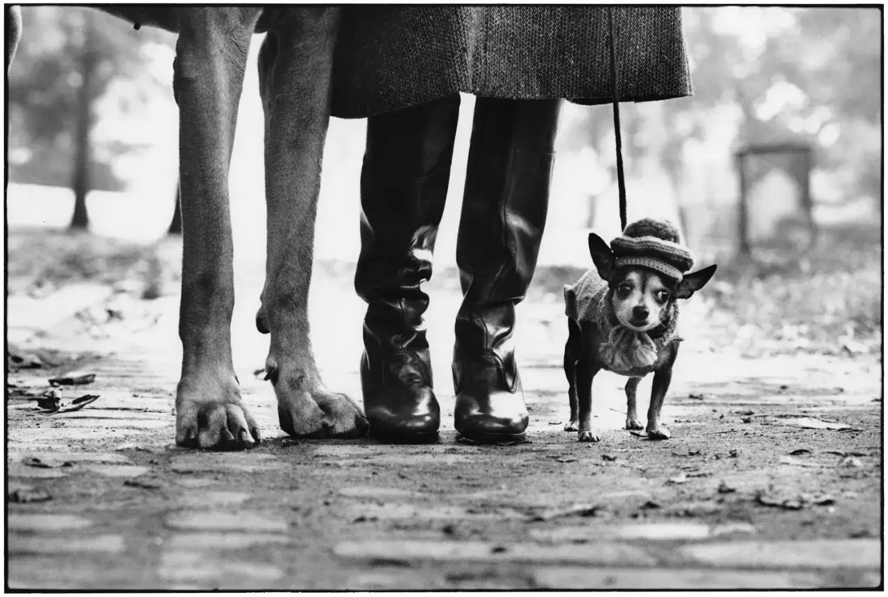 Un cane di grossa taglia e un chihuahua con cappellino e maglioncino, passeggiano con il loro umano. Elliott Erwitt cattura la diversit&agrave; dei cani.