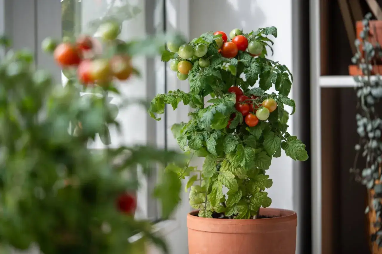 Pianta di pomodoro perenne in vaso, con pomodorini verdi e rossi che maturano.