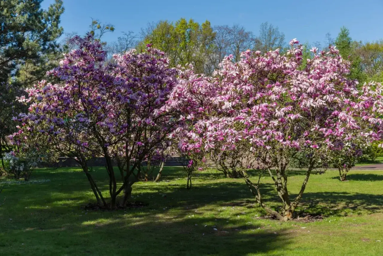 magnolia w ogrodzie kwitnąca