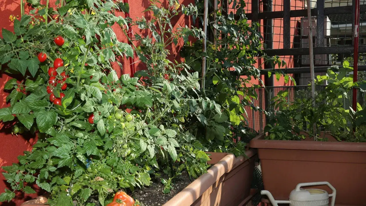Un rigoglioso orto in terrazzo con pomodori rossi e verdi che crescono in vasi marroni.