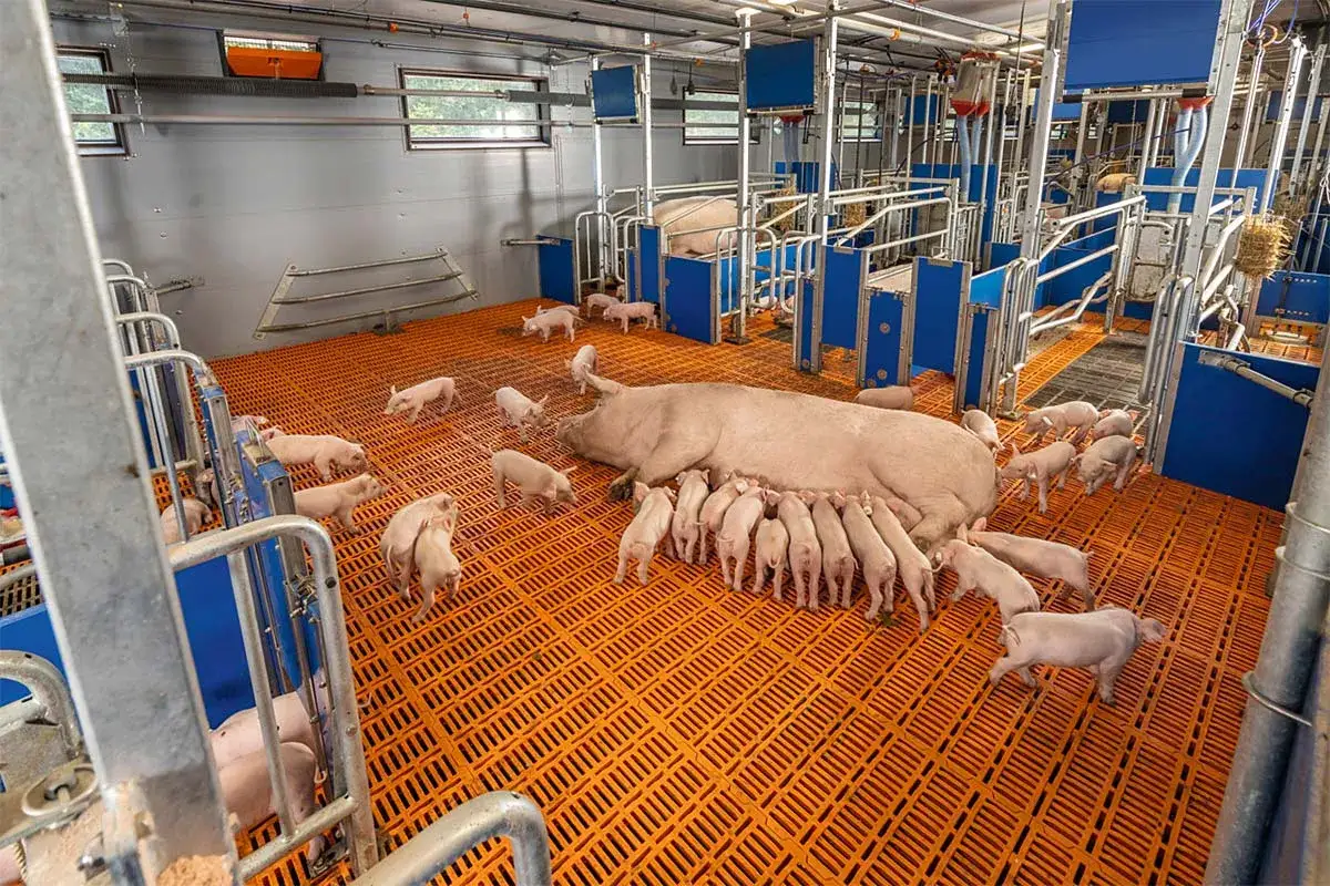 Une truie nourrit ses petits cochons dans un enclos moderne. Les cochons gambadent sur le sol orange.