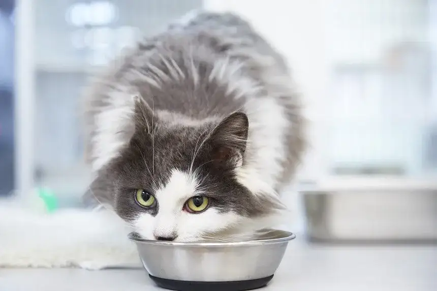 Zdjęcie Czy koty mogą jeść owies? Bezpieczne sposoby na zdrową dietę kota