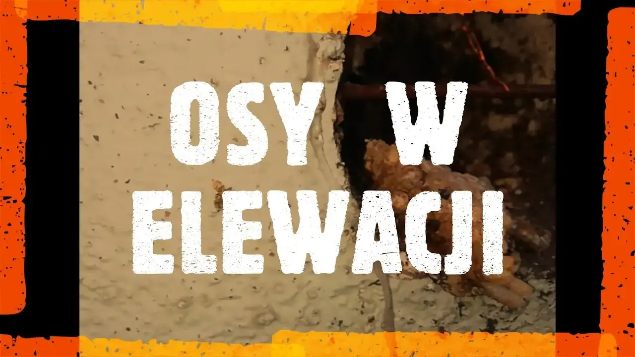 Zdjęcie Jak pozbyć się os ze ściany bezpiecznie i skutecznie krok po kroku