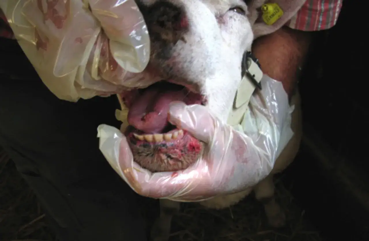 Mano guantata esamina la lingua blu di una pecora, mostrando lesioni e denti.