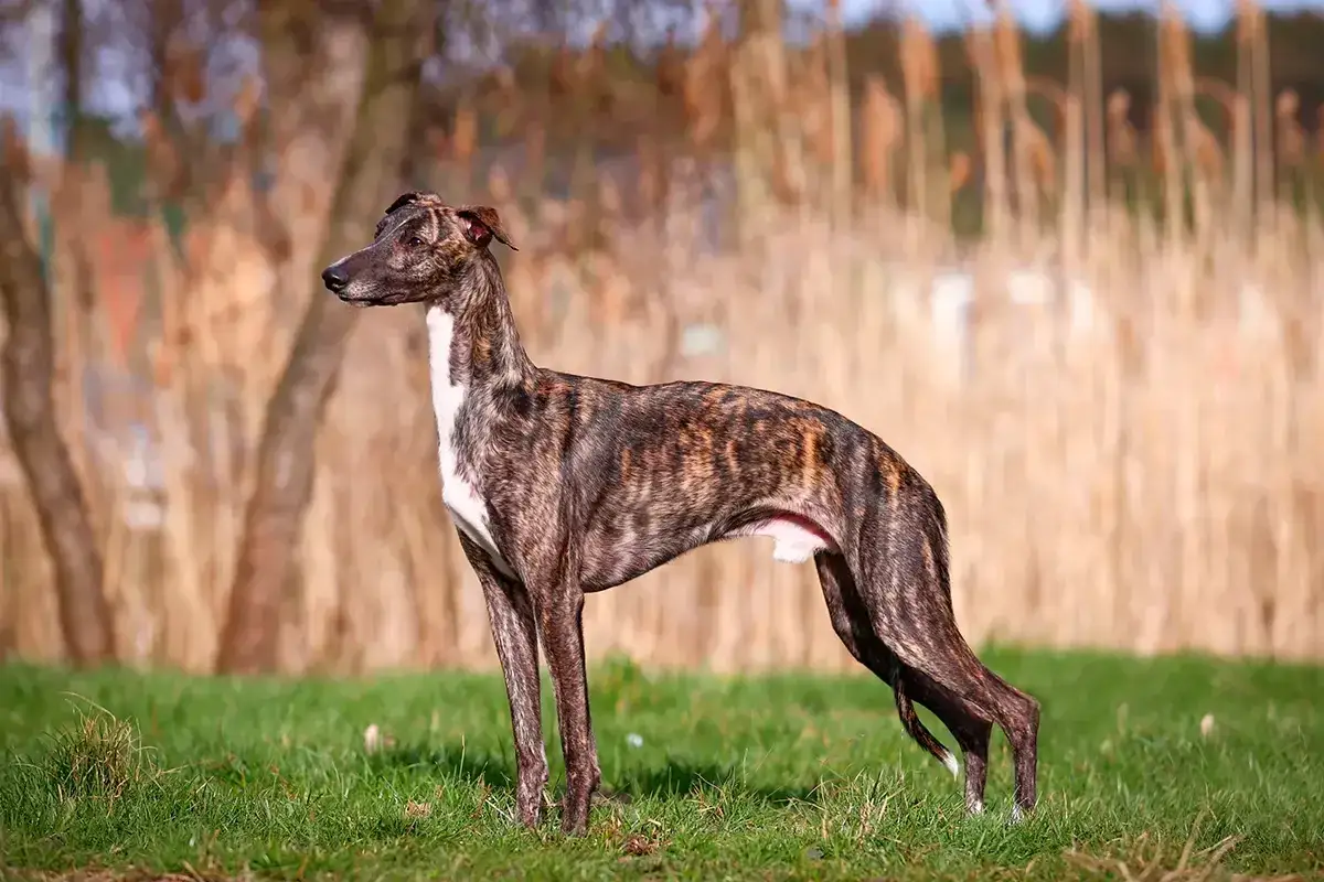 Un elegante galgo inglés atigrado, con su esbelta figura, posa en un prado verde.