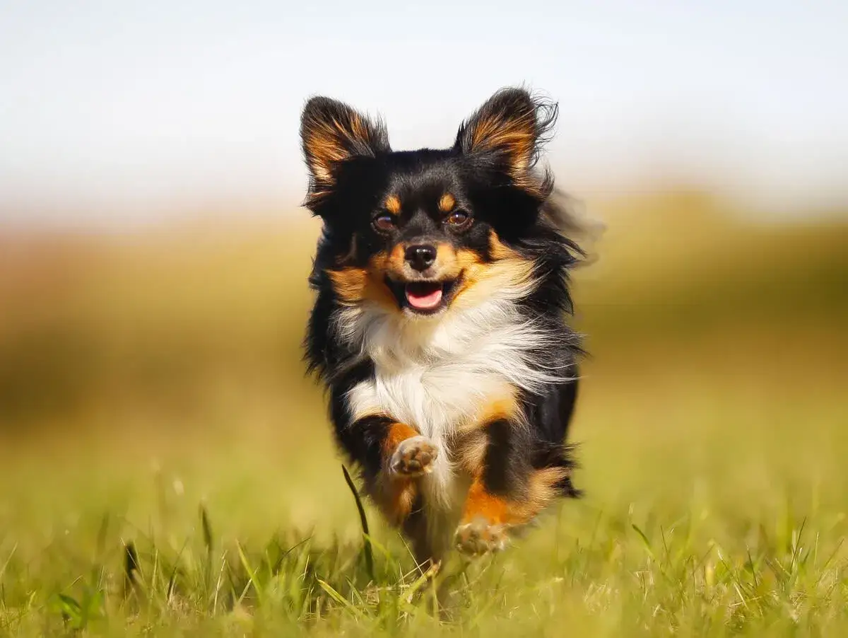 Un alegre chihuahua perro corre por un campo verde, con las orejas al viento y la lengua fuera.