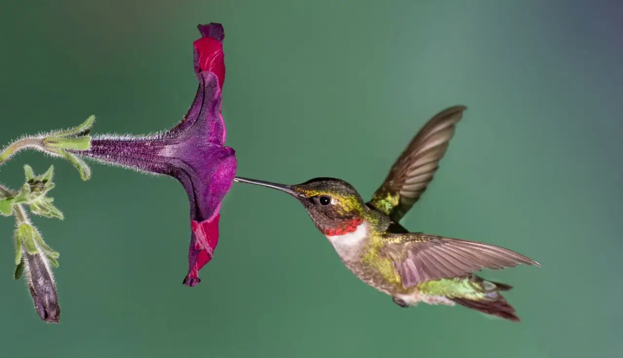 Un colibri, aux couleurs vives, se nourrit du nectar d'une fleur pourpre.