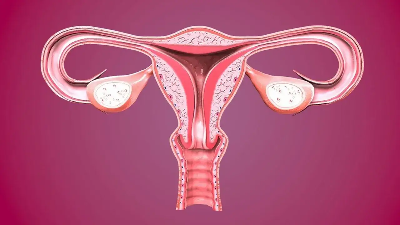 Anatomia kobieca: macica, jajowody, jajniki. Dyskusje na forum o skracanie szyjki macicy objawy.