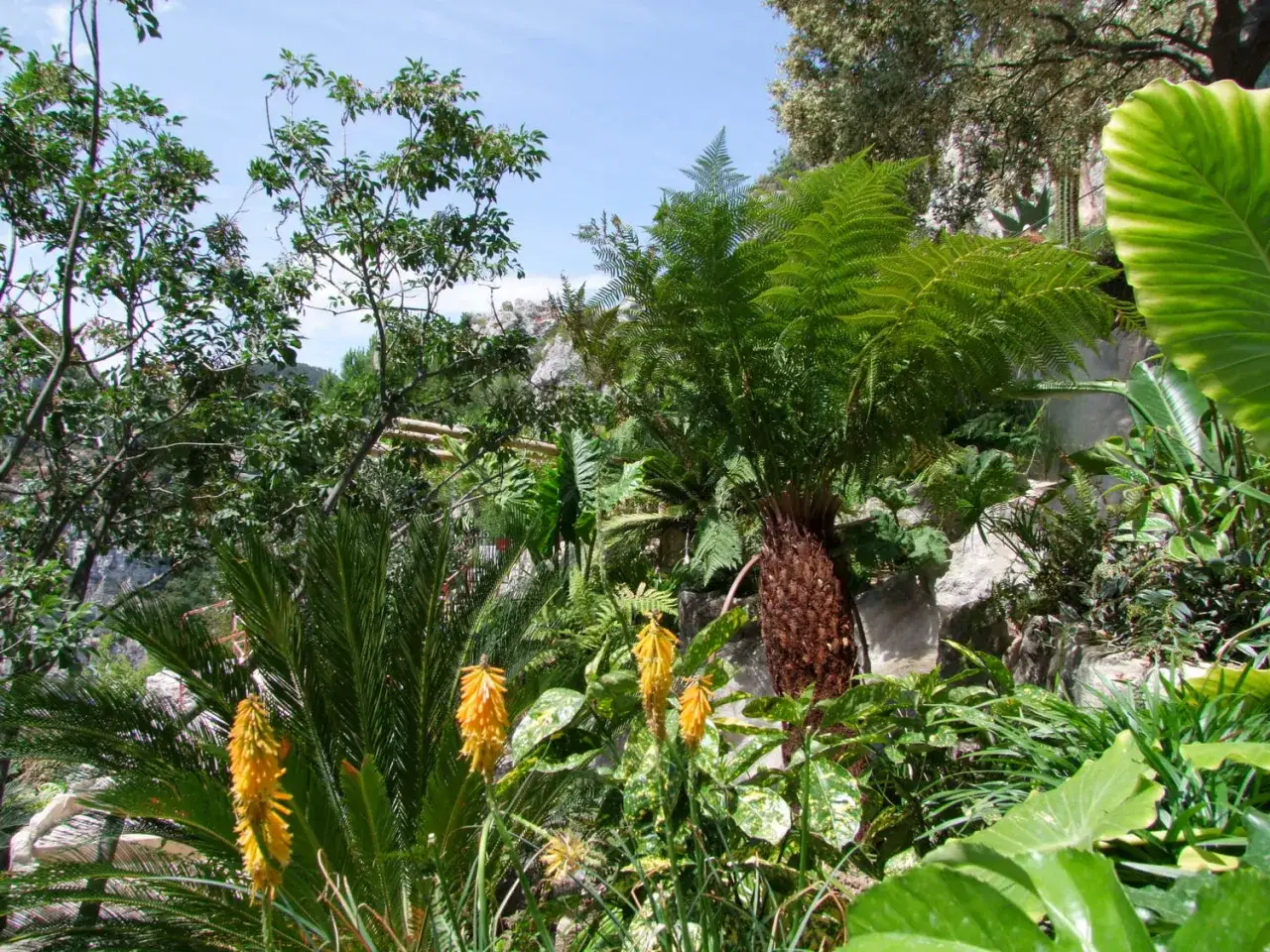 Un **mod&egrave;le jardin exotique** luxuriant avec foug&egrave;res, palmiers et fleurs jaunes &eacute;clatantes, baign&eacute; de soleil sous un ciel bleu.