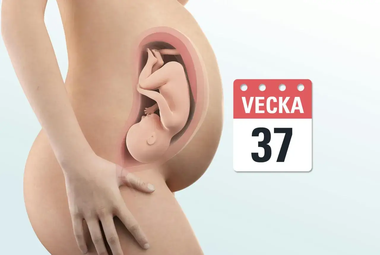 Graviditet vecka 37. En bebis ligger redo i livmodern, nära en fullgången graviditet.