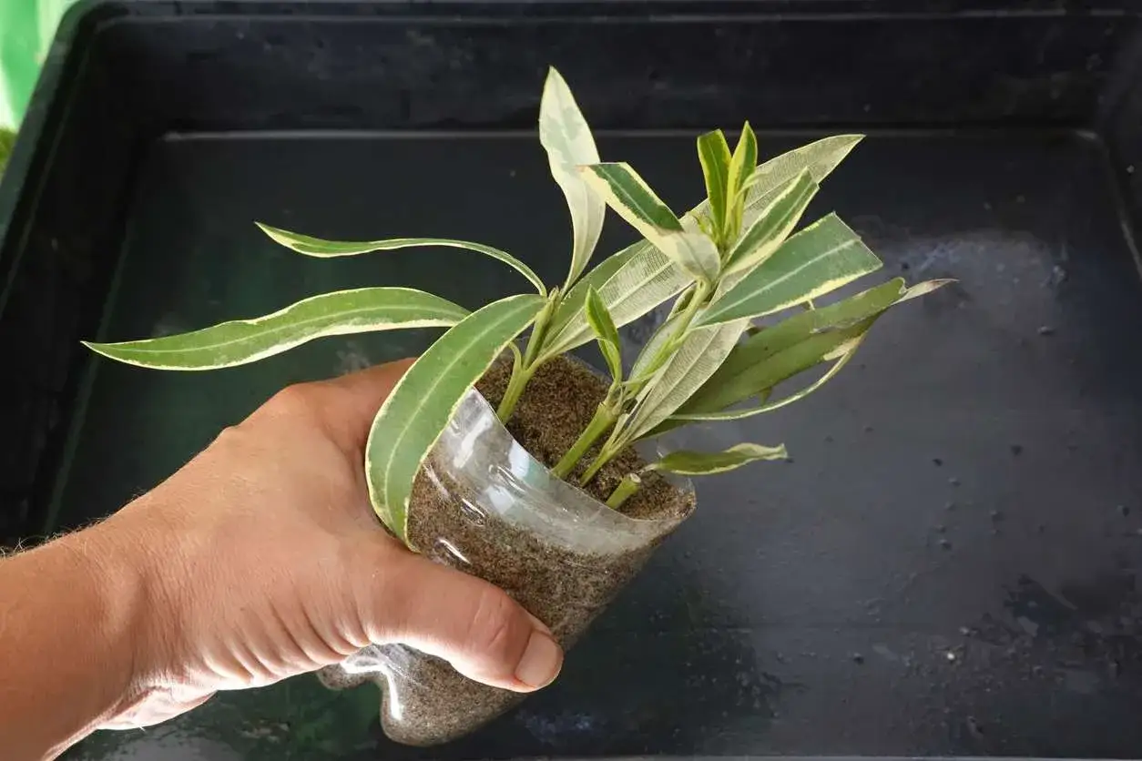 Main d'une personne tenant une bouture de laurier rose dans un pot improvis&eacute; en plastique. Les feuilles sont vertes et blanches.