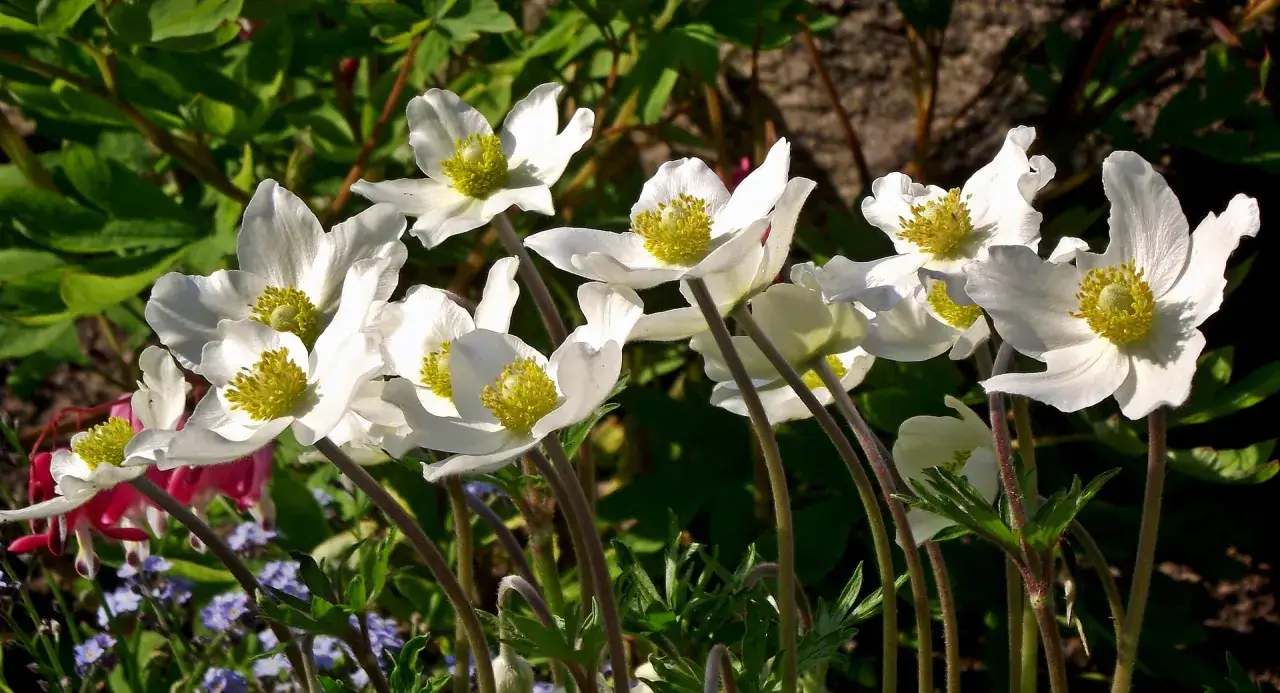 Białe kwiaty anemone z żółtymi środkami, delikatnie kołyszące się na wietrze, otoczone zielenią i innymi drobnymi kwiatami.