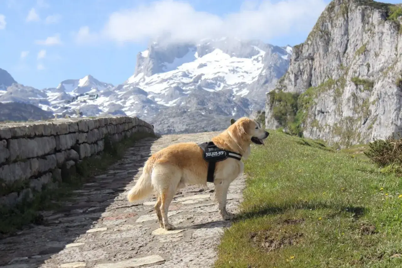 Golden retriever con arnés en un camino de piedra en los Lagos de Covadonga, con montañas nevadas de fondo.