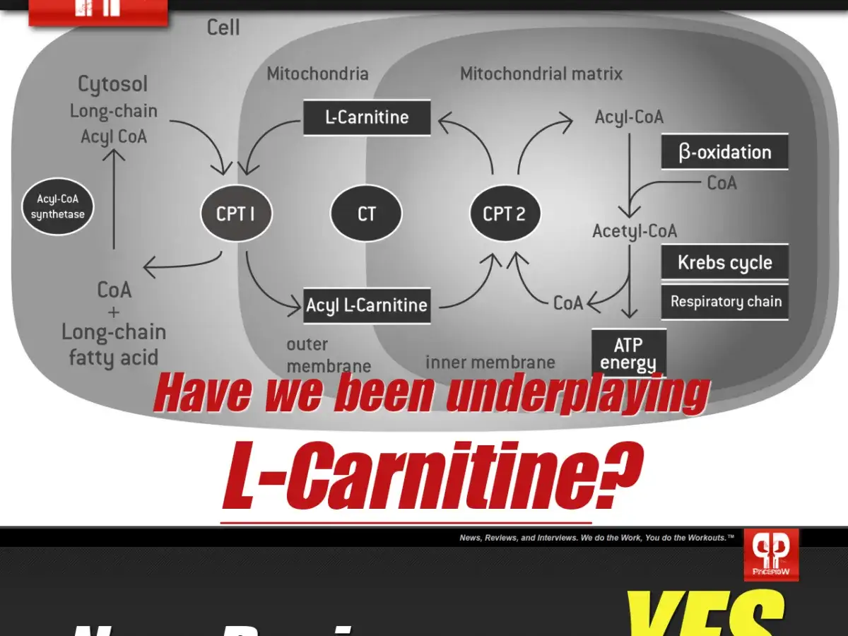 Schema zeigt, was L-Carnitin ist: ein Molek&uuml;l, das Fetts&auml;uren in die Mitochondrien transportiert, wo sie zur Energiegewinnung genutzt werden.