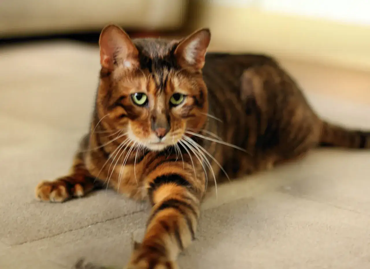 Piękny kot toyger o pręgowanym futrze leży na jasnym dywanie. Zastanawiasz się nad kot toyger cena?