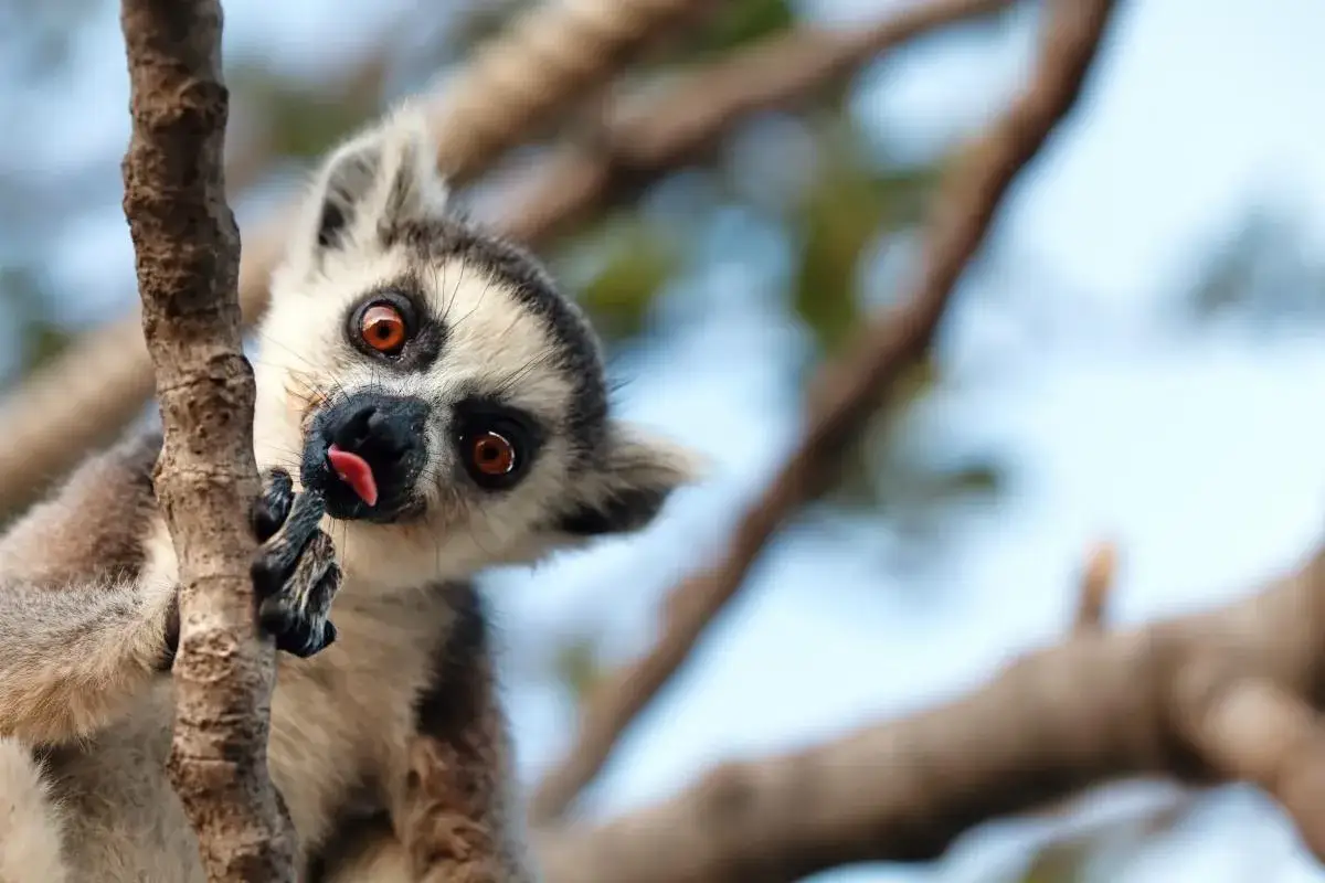 Lemur z Madagaskaru wyciąga język, zachęcając do podróży. Kiedy lecieć na Madagaskar? Najlepiej w porze suchej, od kwietnia do października.