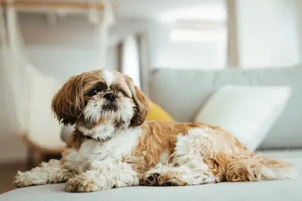 Shih Tzu siedzący na kanapie