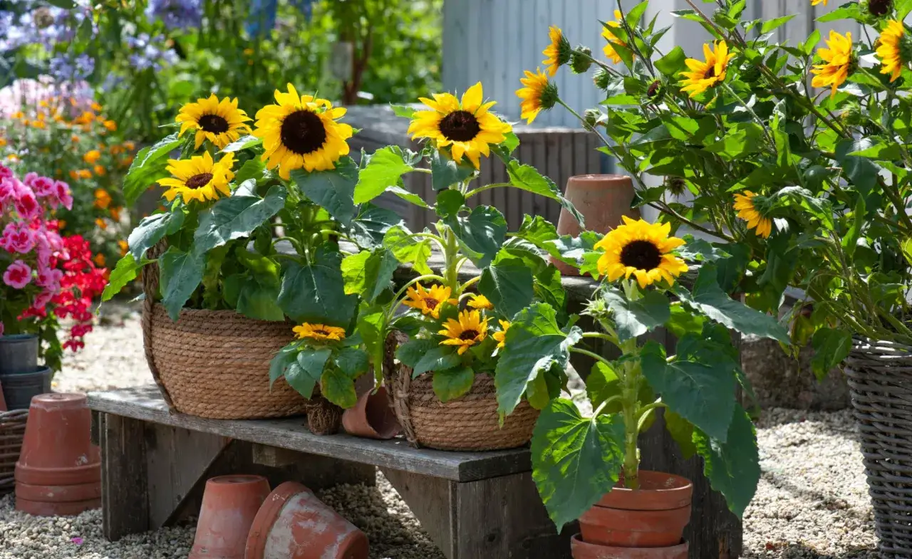 Mehrere sonnenblumen im topf blühen auf einer Holzbank. Bunte Blumen und Terrakotta-Töpfe im Hintergrund.