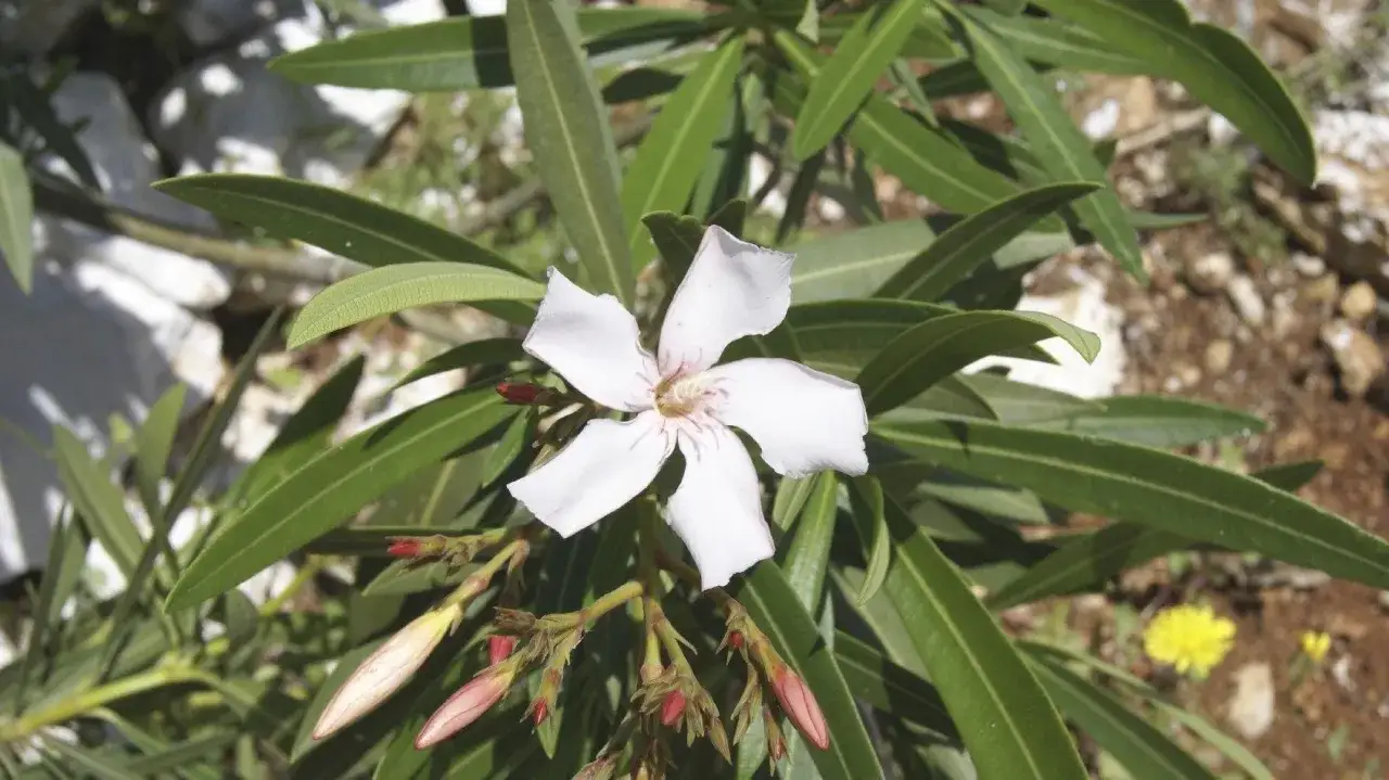 Eine weiße Oleanderblüte mit grünen Blättern und Knospen. Bald ist Zeit für das Oleander umtopfen.