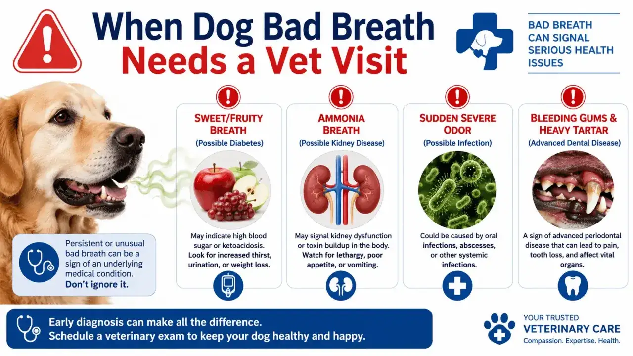 Un perro con aliento a pescado podría indicar un problema de salud. La imagen muestra causas como diabetes, enfermedad renal, infección o enfermedad dental.