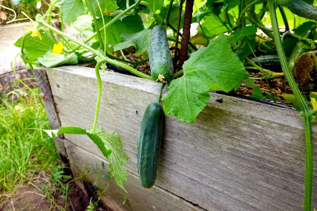 Deux concombres m&ucirc;rs pendent d'une plante luxuriante au-dessus d'une jardini&egrave;re en bois.