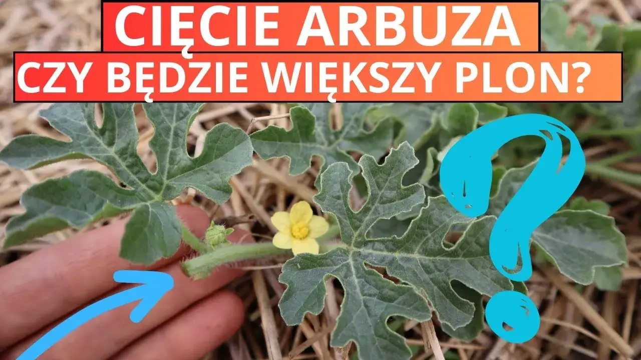 jak przycinać arbuza schemat