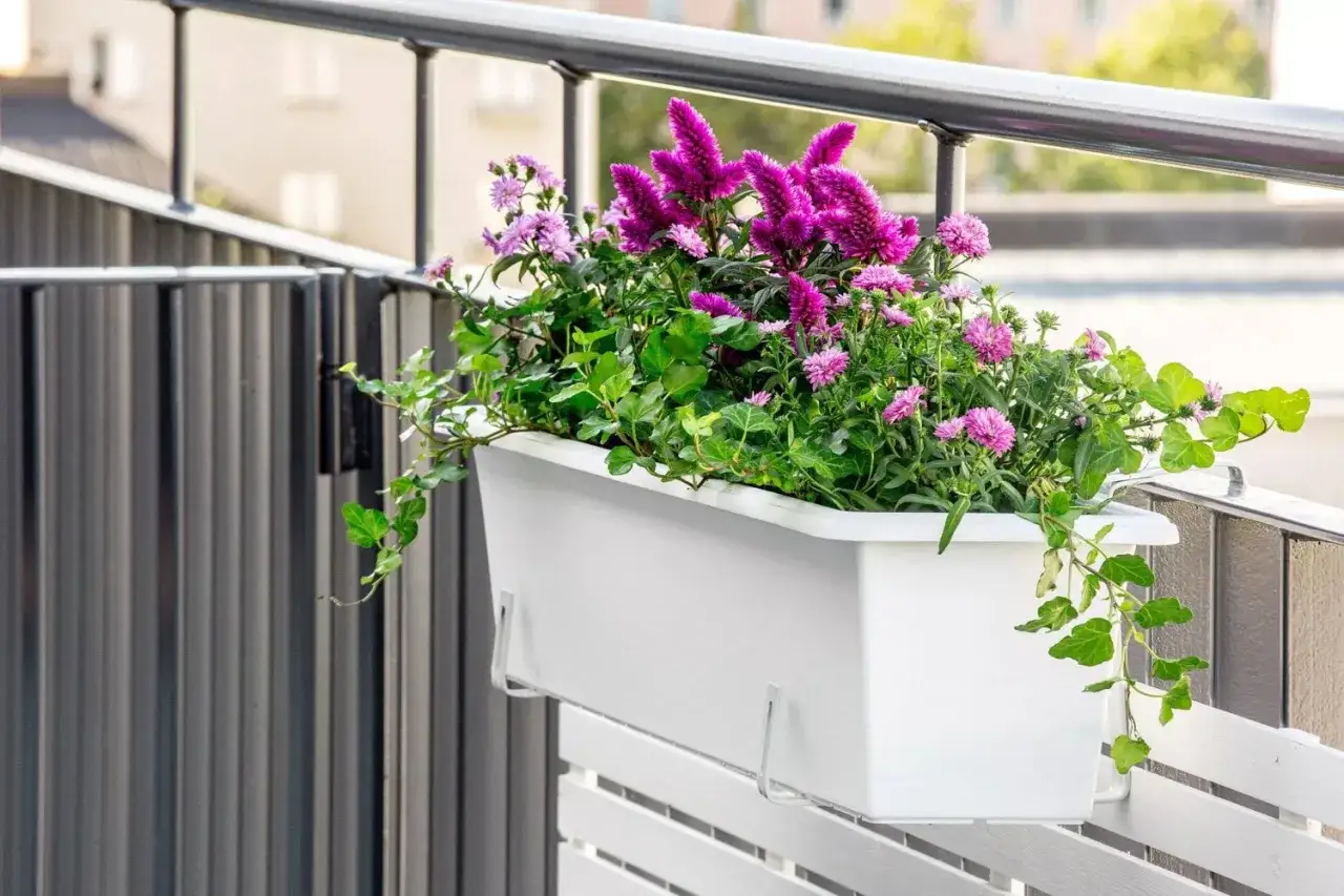 En vit balkongl&aring;da fylld med lila blommor och gr&ouml;na blad, perfekt f&ouml;r att plantera i balkongl&aring;da.