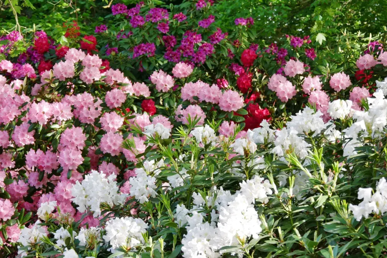 Kwitnące rododendron odmiany: białe, różowe, czerwone i fioletowe tworzą barwny kobierzec.