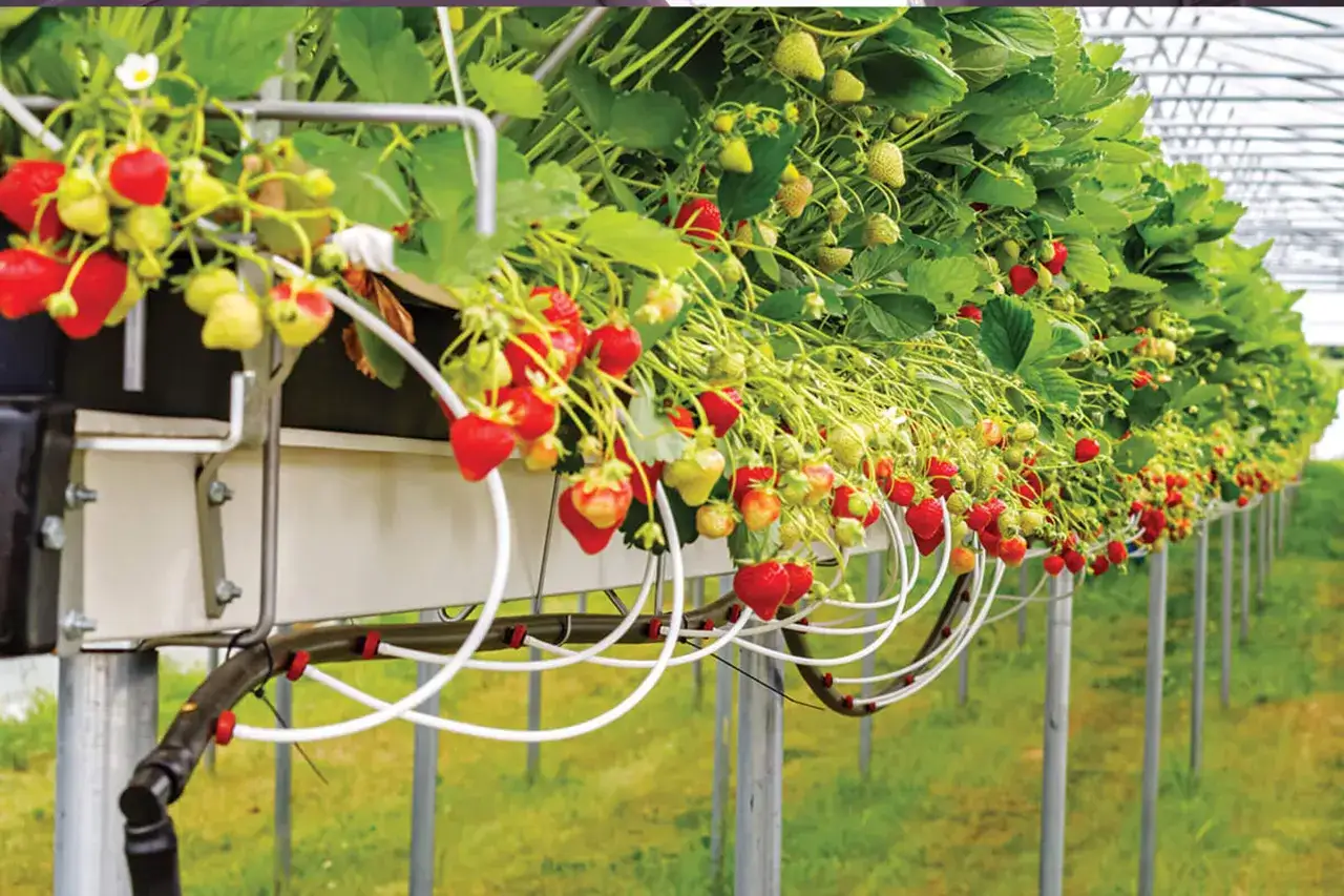 Fila di fragole mature e verdi su un impianto di irrigazione a goccia in serra.