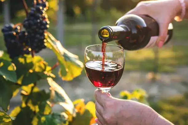 Merlot wine glass and grapes