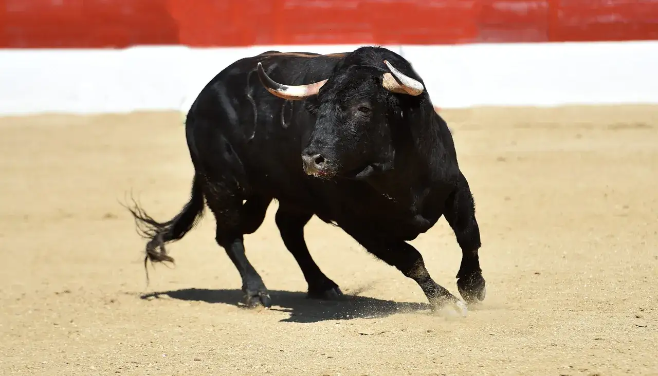 Un toro negro embiste con fuerza en la arena, un momento de cambio de tercio en la lidia.