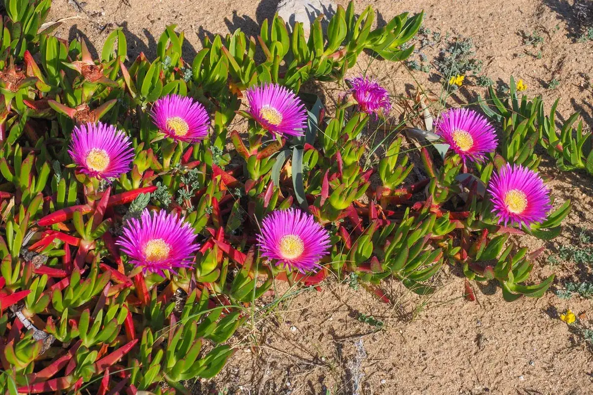 Fleurs roses vives, semblables &agrave; une griffe de sorci&egrave;re, poussent sur un sol sableux.