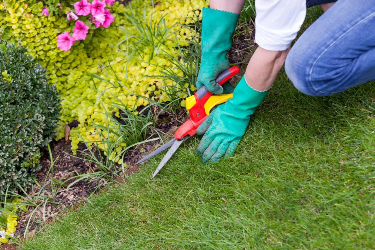 Grüne Handschuhe und eine Gartenschere werden benutzt, um die Rasenkanten zu setzen und den Garten ordentlich zu halten.