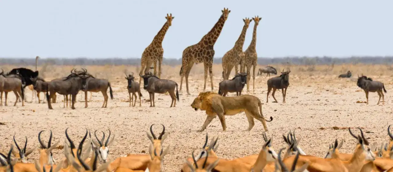 Lew przechadza się wśród stad antylop, gnu i żyraf. To idealny widok, kiedy najlepiej lecieć do Namibii, by zobaczyć dziką przyrodę.