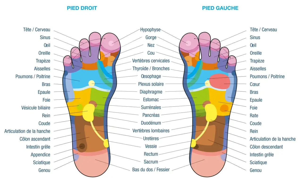 Cartographie des zones r&eacute;flexes du pied droit et gauche, montrant la correspondance entre chaque partie du pied et les organes du corps.